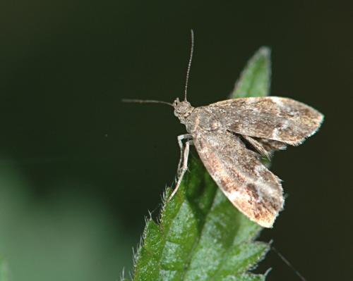 Anthophila fabriciana