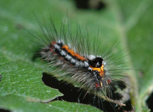 Euproctis similis