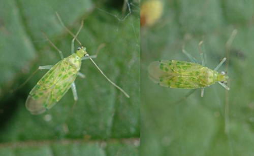Malacocoris chlorizans