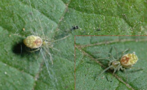 Nigma flavescens