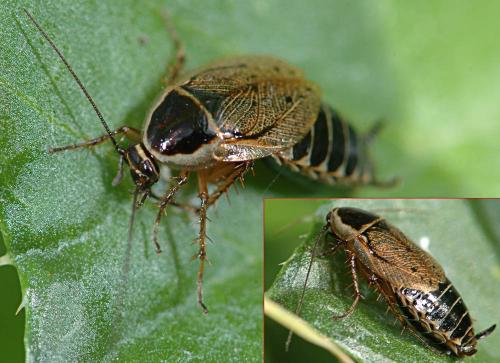 Ectobius sylvestris