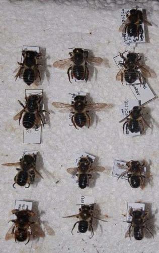 Megachile sp.
