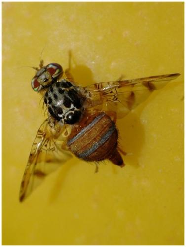 Réf. 24 978 : Ceratitis capitata