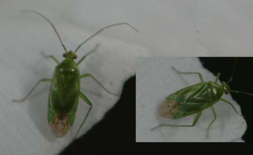 Réf. 24 698 : Lygocoris pabulinus