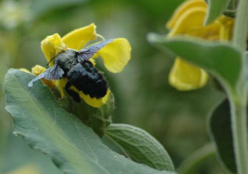 Xylocopa sp.