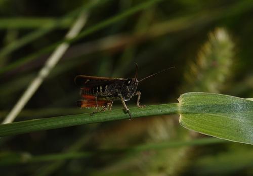 Omocestus rufipes