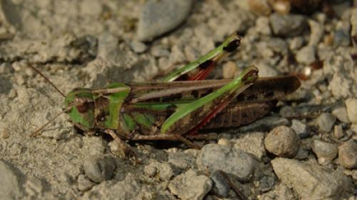 Réf. 24 816 : Aiolopus thalassinus thalassinus