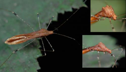 Réf. 24 866 : Metatropis rufescens