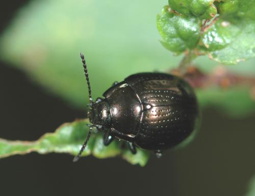 Chrysolina oricalcia