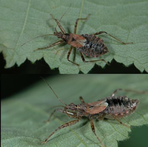 Himacerus apterus