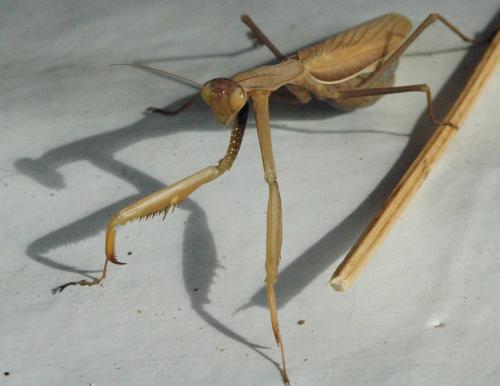 Mantis religiosa