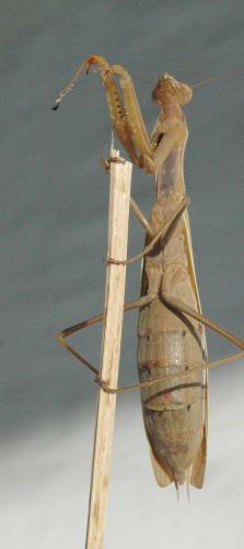 Réf. 24 533 : Mantis religiosa