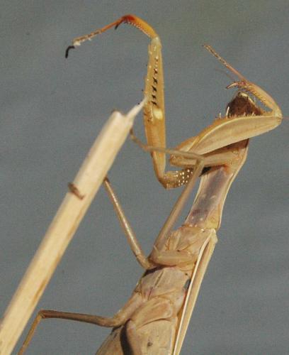 Réf. 24 534 : Mantis religiosa
