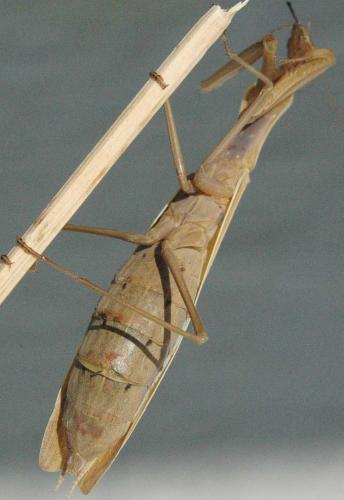 Réf. 24 535 : Mantis religiosa