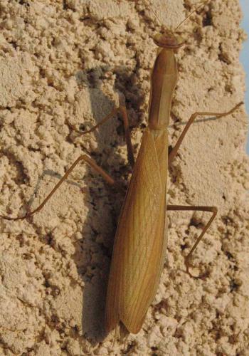 Réf. 24 536 : Mantis religiosa