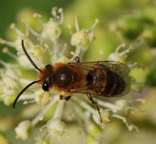 Colletes sp.
