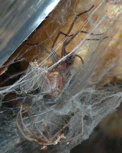 Tegenaria sp.