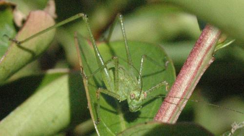 Réf. 24 594 : Phaneroptera sp.