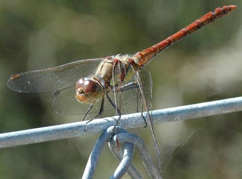 Réf. 24 598 : Sympetrum striolatum
