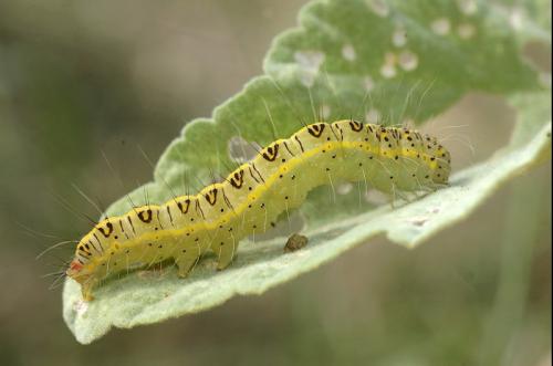 Pardoxia graellsi