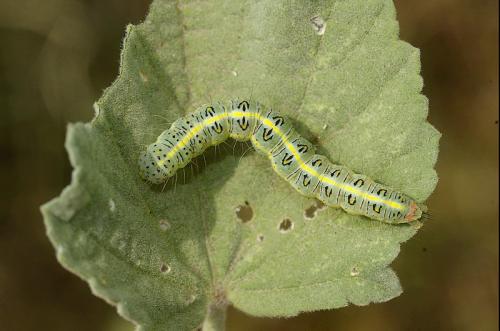 Pardoxia graellsi