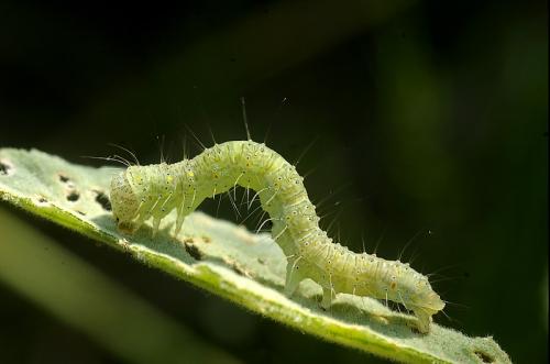 Pardoxia graellsi