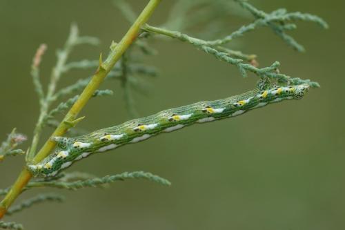 Réf. 24 905 : Chiasmia aestimaria