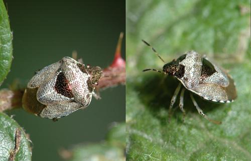 Réf. 24 092 : Stagonomus venustissimus
