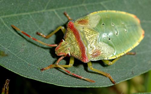 Acanthosoma haemorrhoidale haemorrhoidale