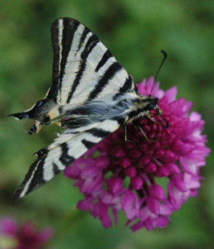 Réf. 24 109 : Iphiclides podalirius