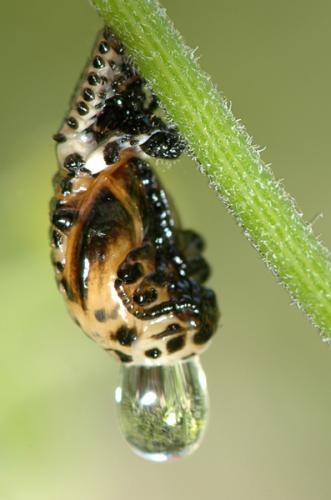 Chrysomela populi