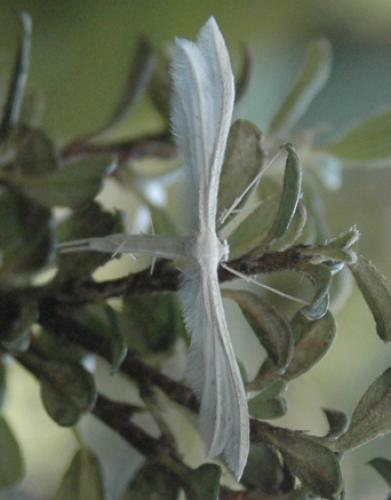 Pterophorus pentadactyla