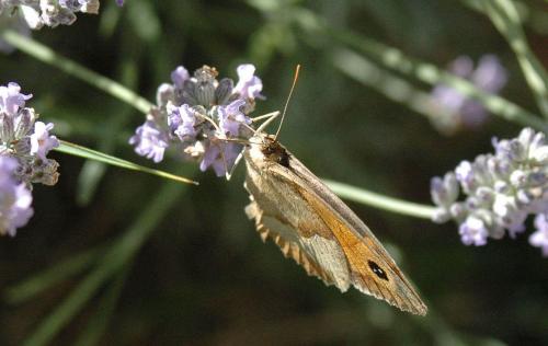 Maniola jurtina