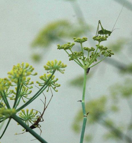 Tetragnatha sp.