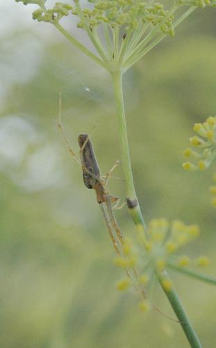 Tetragnatha sp.