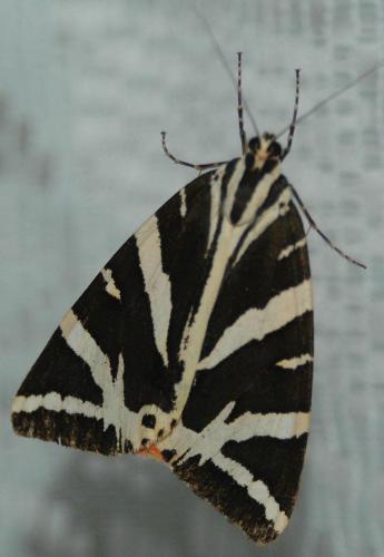 Euplagia quadripunctaria