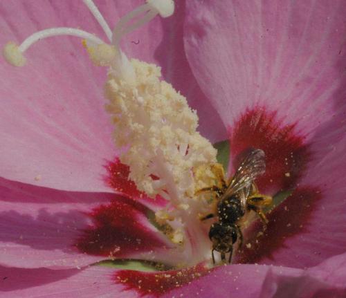 Halictus scabiosae