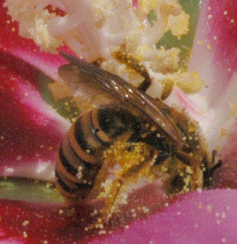 Halictus scabiosae