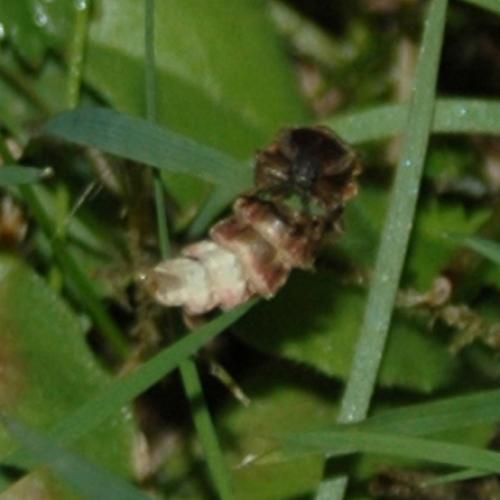 Lampyris noctiluca