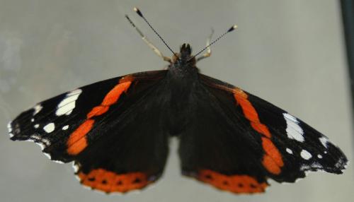 Vanessa atalanta