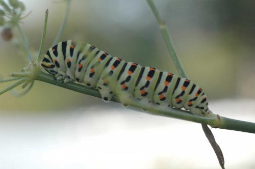 Papilio machaon