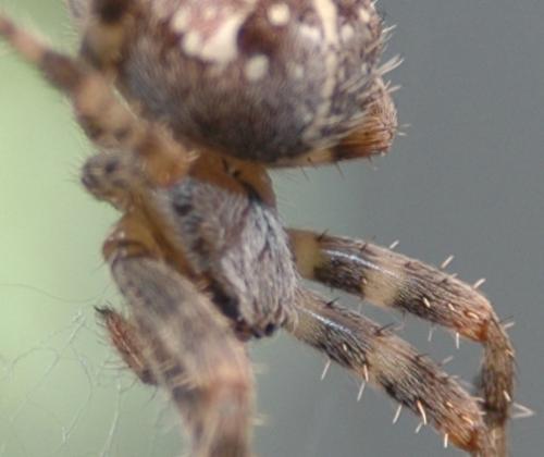 Araneus diadematus