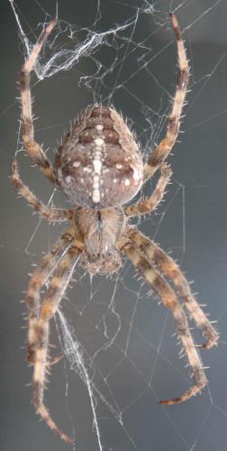 Araneus diadematus