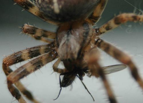 Araneus diadematus