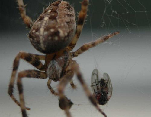 Réf. 24 701 : Araneus diadematus