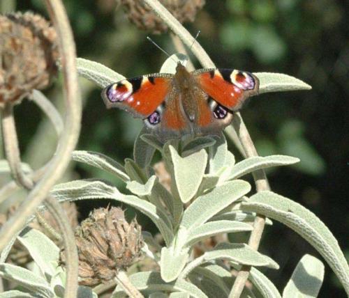 Aglais io