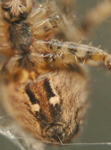 Araneus diadematus