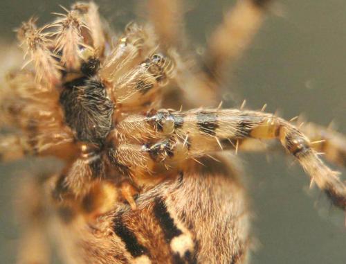Araneus diadematus