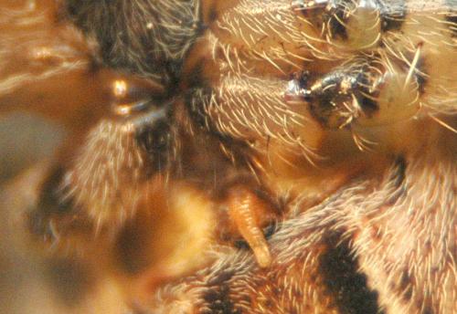 Araneus diadematus