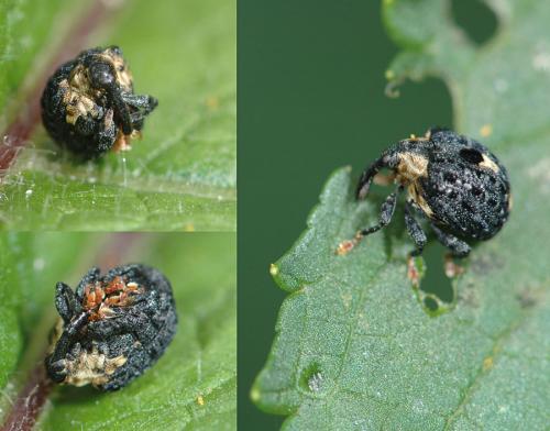 Cionus tuberculosus